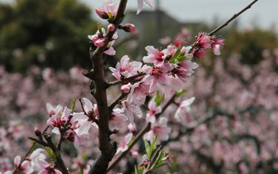 家里种什么树催桃花 什么植物可以催桃花 