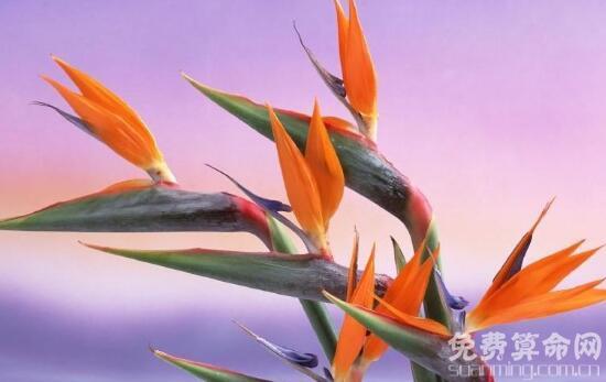 天堂鸟花语象征着自由和吉祥，被人们称为极乐鸟花