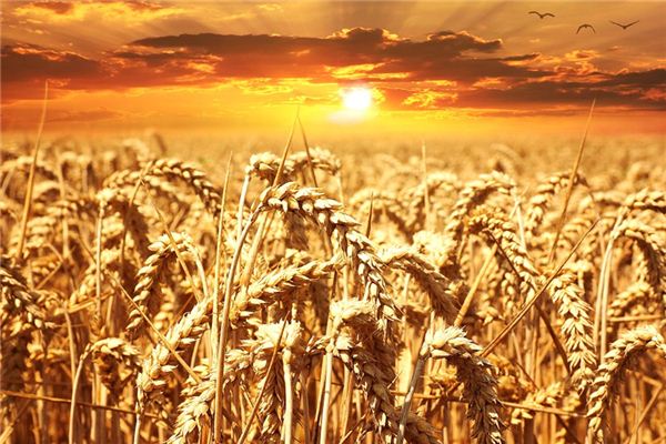梦见麦子成熟,预示着会发财农民梦见小麦长势良好,是丰收的预兆