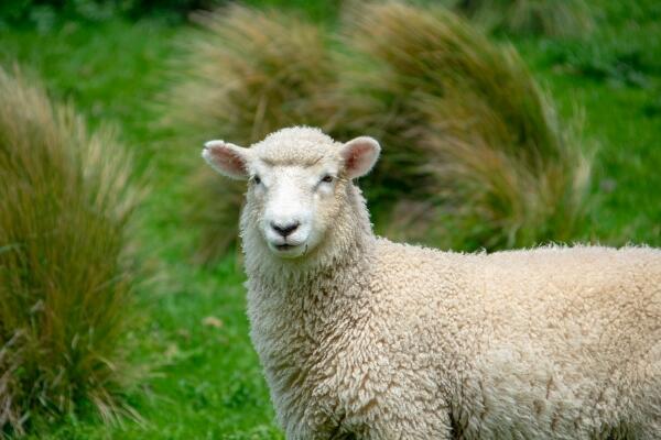 属羊的今年多大 详解生肖年龄