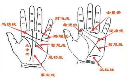 手掌路线分析图图片