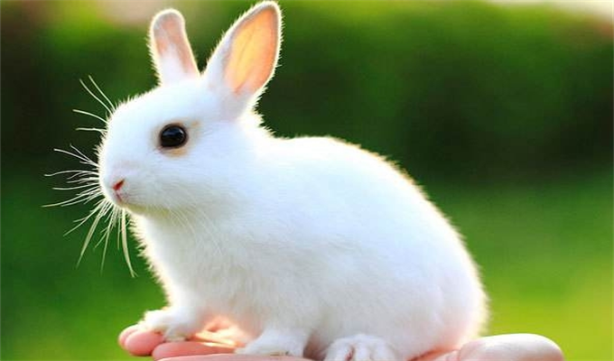 2024年1月兔一等命 2024年1月出生的属兔人性格怎么样
